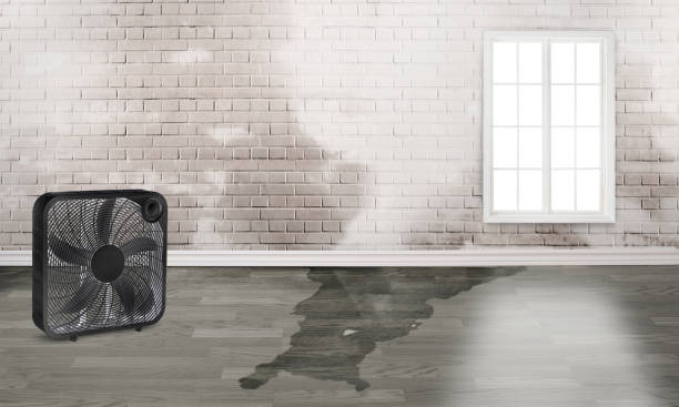 Best Carpet water damage restoration  in Fairfax, OH